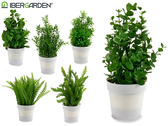 Bush W Plant Blanco Maceta Mix 4