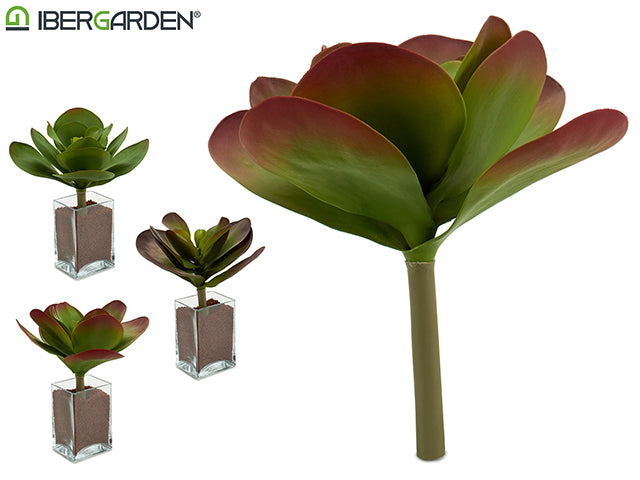 Planta De Hojas Grandes Redondeadas 3 Col Mix
