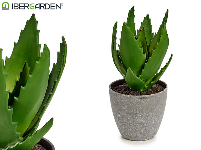 Planta De Maceta De Aloe Vera