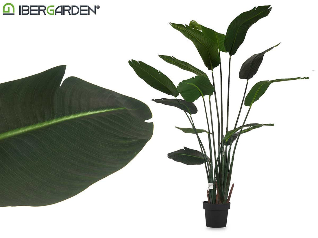 Strelicia Grande Con Maceta 160Cm