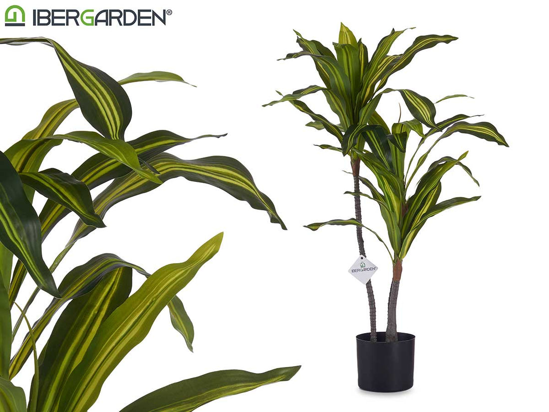 Planta Pequeña De Hoja Ancha Con Maceta 90Cm