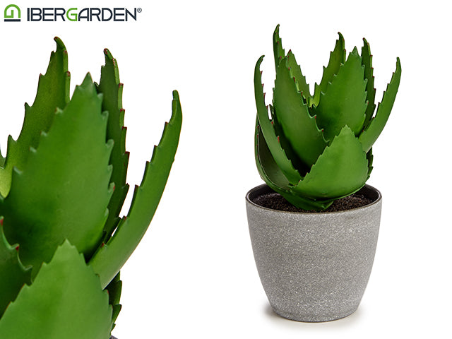 Pot Plant Aloe Vera Big