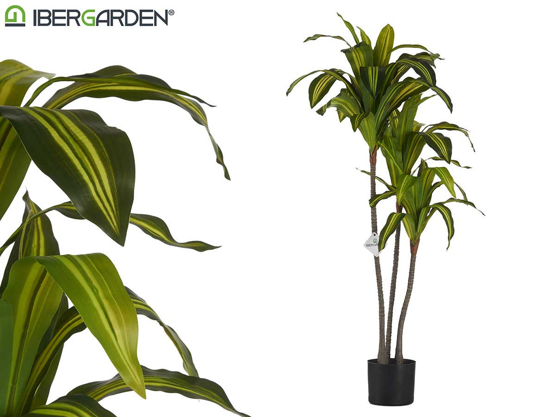 Big Broadleaf Plant With Pot 120Cm