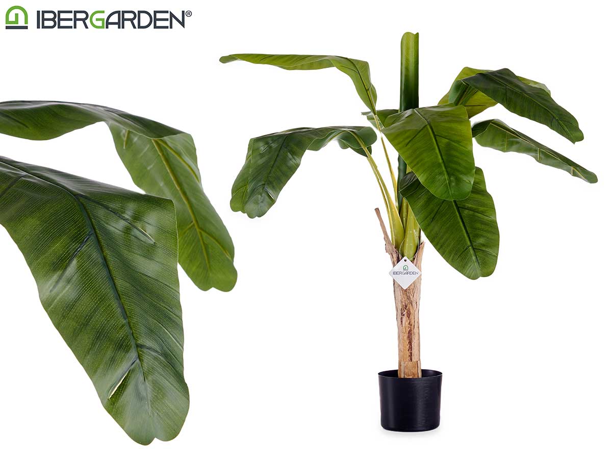 Small Banana Plant With Pot 120Cm